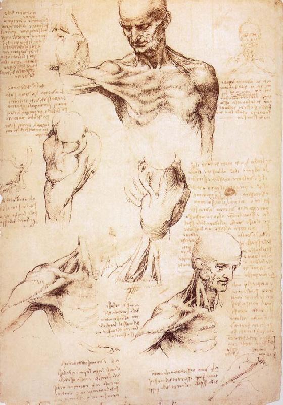 LEONARDO da Vinci The muscles of Thorax and shoulders in a lebnden person Germany oil painting art
